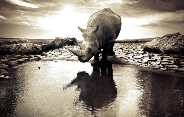 Nature, background, Rhino