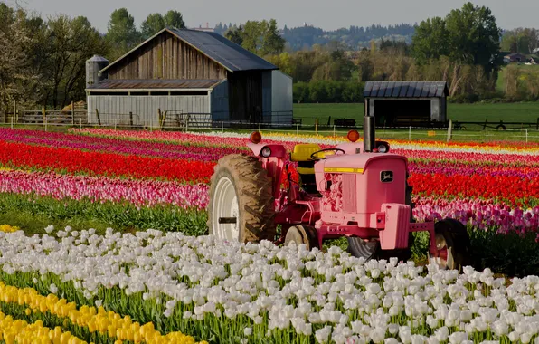 Flowers, tractor, tulips, plantation