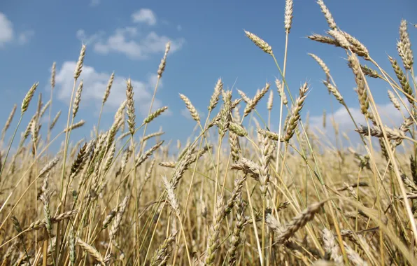 Wheat, summer, rye, beer, July, 2016