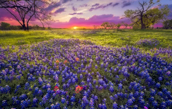 Field, summer, flowers, lupins
