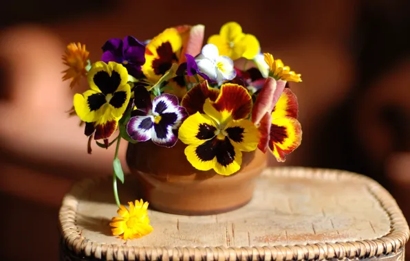 Picture Pansy, viola, calendula