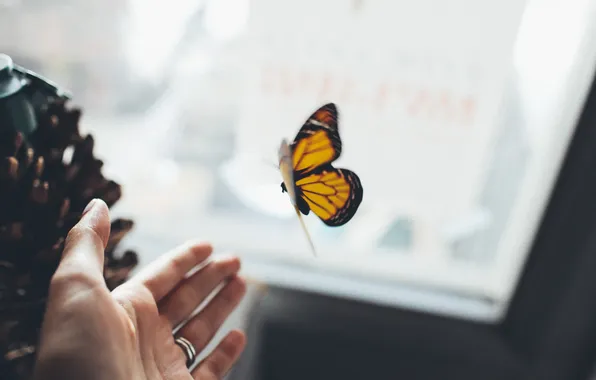 Butterfly, hand, wings, ring, insect, palm, hand