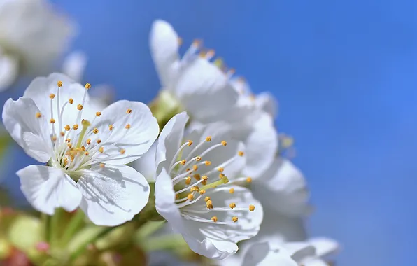 The sky, flowers, petals
