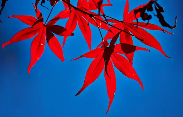 Autumn, leaves, maple, the crimson