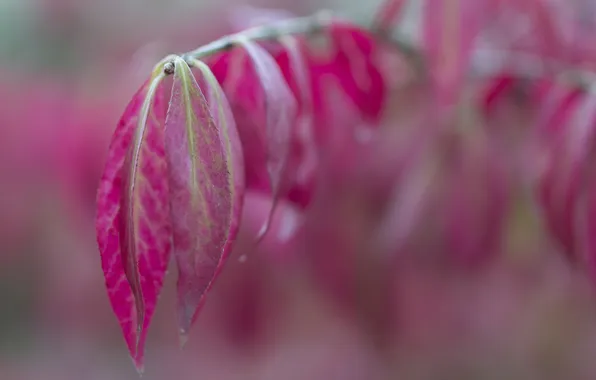 Autumn, leaves, branch, the crimson