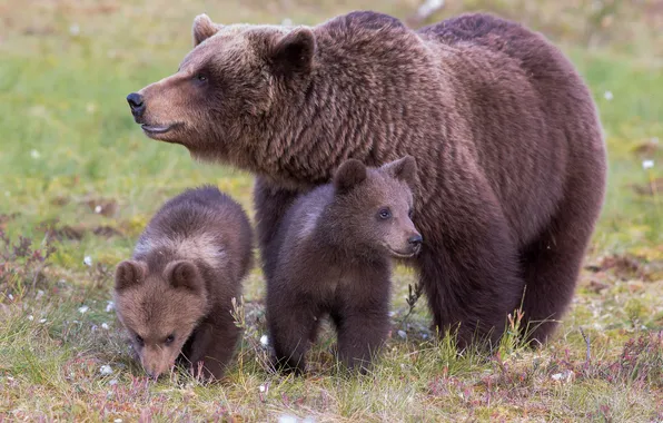 Grass, nature, seeds, bear, bear