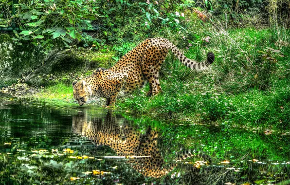 Picture reflection, river, Cheetah