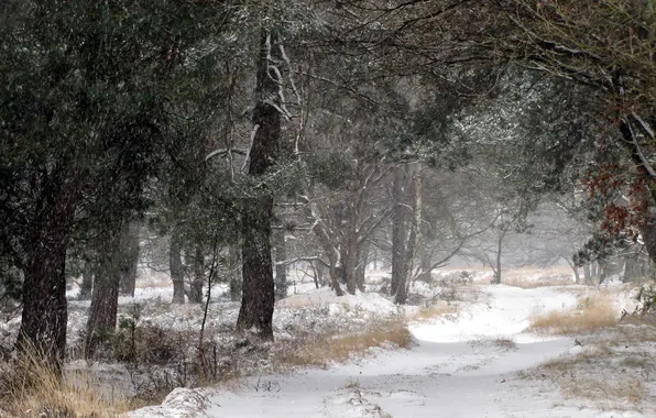 Winter, forest, snow, nature