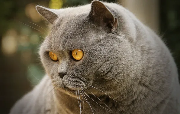 Cat, look, muzzle, Kote, important, British Shorthair