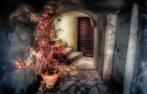 Flowers, background, the door