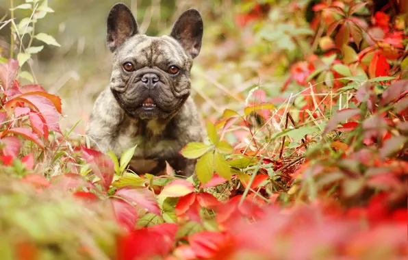Autumn, look, leaves, dog, French bulldog