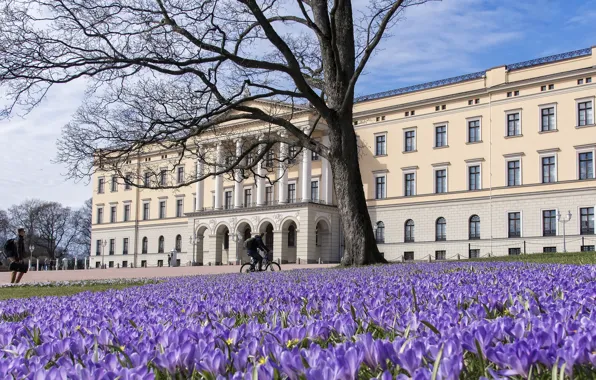 Flowers, branches, the city, people, tree, street, glade, the building