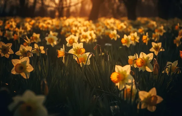 Light, trees, flowers, nature, Park, glade, spring, white