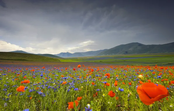 Flowers, mountains, Maki, valley, Italy, cornflowers, Umbria