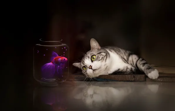 Cat, cat, look, pose, fish, face, tabby