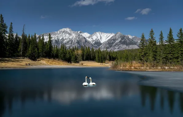Forest, the sky, snow, mountains, birds, lake, blue, shore