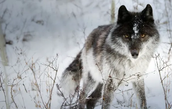 Picture nature, predator, animal, wolf, wildlife, portrait, portrait., Canis lupus. face