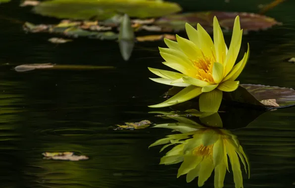 Water, reflection, yellow, Nymphaeum