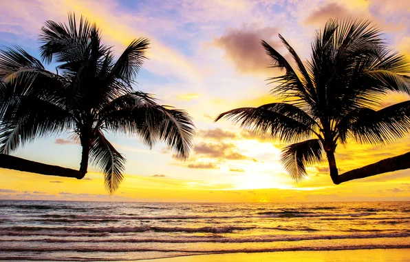 Sand, sea, beach, summer, the sky, sunset, palm trees, summer
