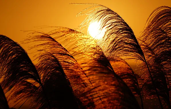 Picture the sun, light, sunset, nature, plant, spikelets, gold, cereals