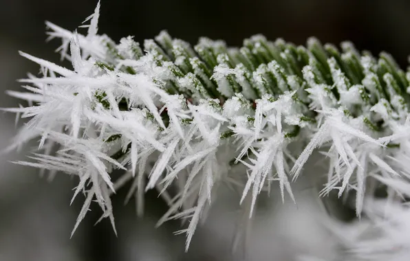 Picture winter, frost, macro, snow, nature, branch, frost