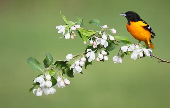 Picture flowers, bird, spring, Baltimore colored troupial, Baltimore Oriole