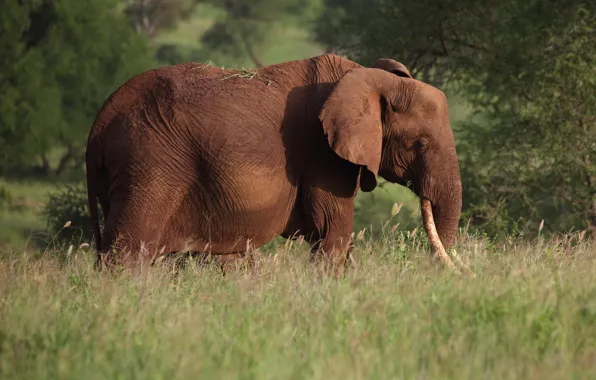 Picture grass, nature, elephant, profile, walk, tusks, Pozzo