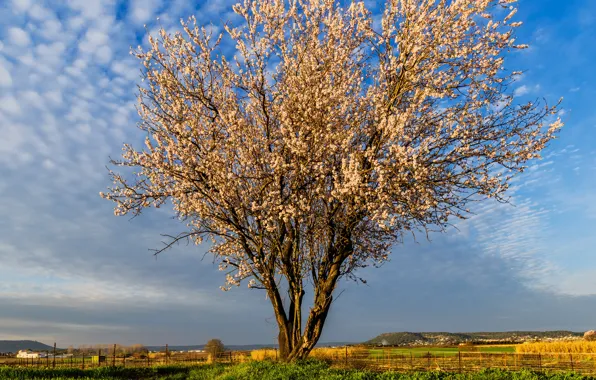 Picture the sky, grass, clouds, trees, flowers, spring, flowering
