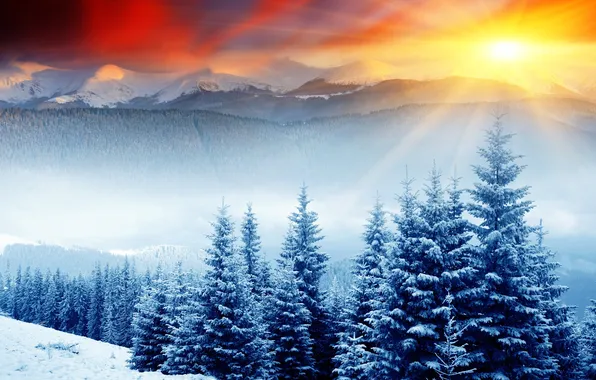 Picture forest, the sun, snow, tree, hills