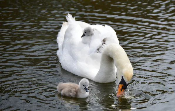 Nature, lake, Swan, nature, lake, Swan, little swans, little swans