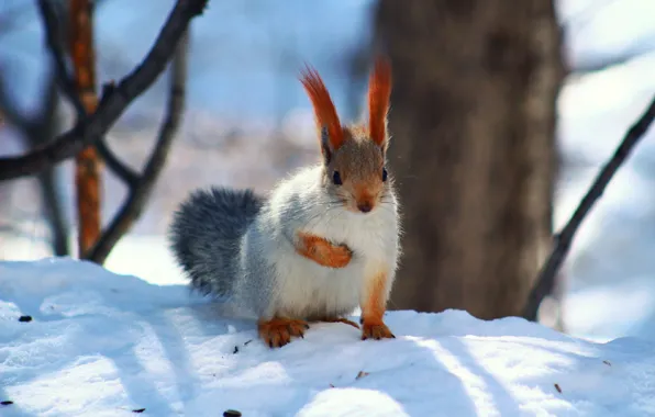 Forest, look, snow, protein