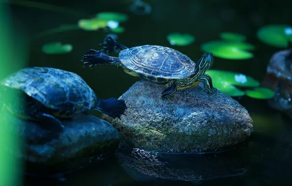 Animals, leaves, water, nature, pose, lake, pond, the dark background