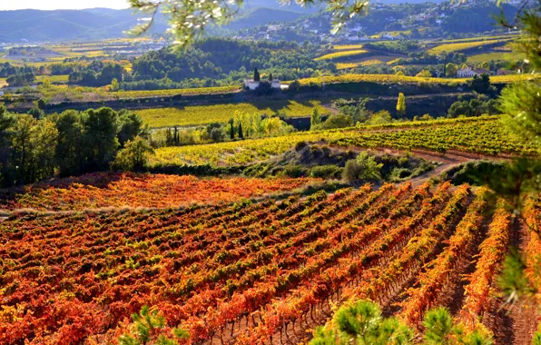 Autumn, field, Spain, plantation, Catalonia