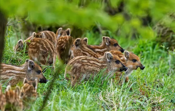 Grass, nature, a lot, striped, pigs, pigs, brood, boars