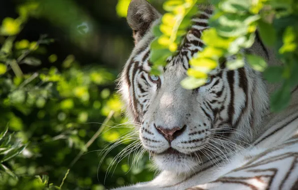 White, look, face, light, branches, nature, tiger, foliage