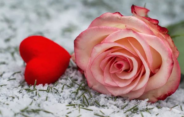 Snow, holiday, pink, heart, rose, Valentine's day, needles, Valentine's Day