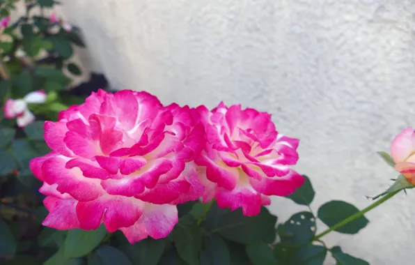 Flower, leaves, nature, pink, rose