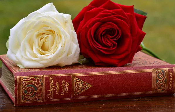 Picture roses, book, buds