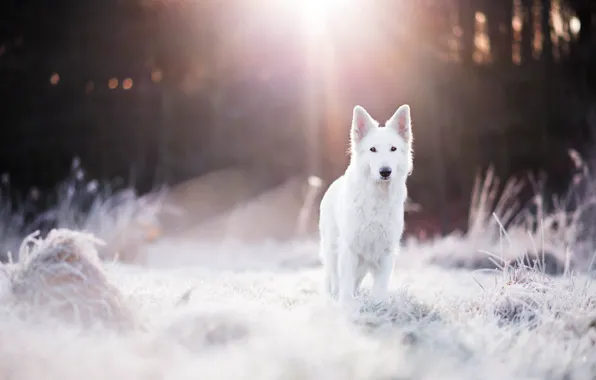 Picture winter, frost, forest, grass, light, dog, bokeh, Swiss shepherd dog