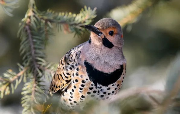 Close-up, branches, background, bird, woodpecker, needles, bokeh, motley