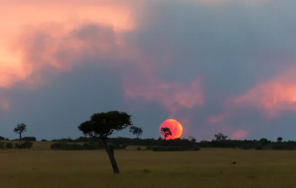 Beauty, horizon, space, Savannah, tree, the crimson sun, Vorobeychik Vladimir, the solar disk