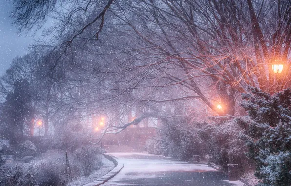 Winter, snow, trees, Park, lights, track, Yury Lugansky