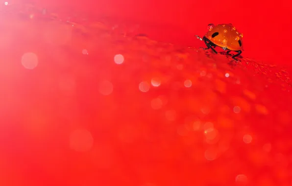 Picture macro, nature, ladybug