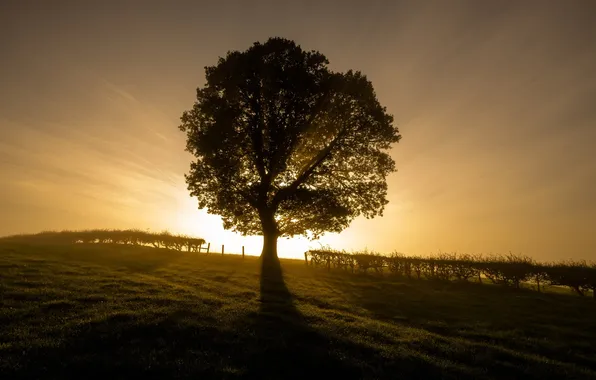 Picture light, tree, morning