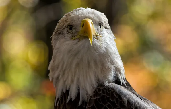 Nature, bird, eagle