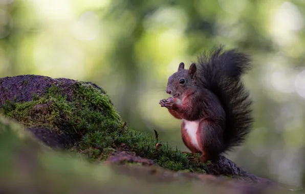 Light, nature, stone, moss, protein, tail, stand, bokeh