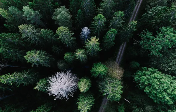 Picture road, Trees, the view from the top