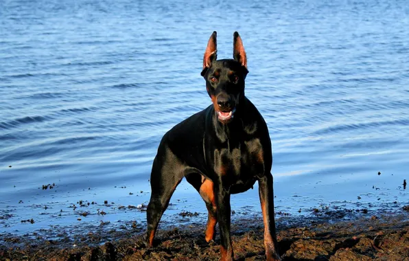 Picture water, river, Doberman, small