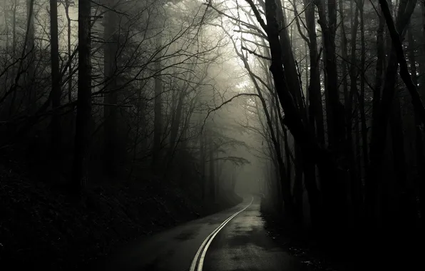 Forest, trees, Road, black and white