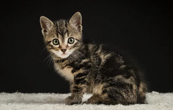 Cat, look, the dark background, kitty, grey, fur, face, sitting